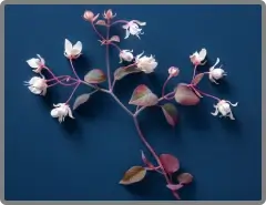 Horny Goat Weed (Epimedium) ingredient in Nitric Boost for libido and blood flow